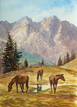 Pferde auf der Alp