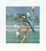 Eisvogel