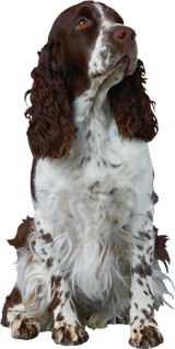 Image animaux detourée transparent sur fond blanc fiche chien cocker anglais png