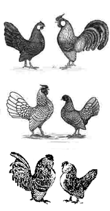 Antwerpener Bartzwerge - Bantam schwarz, Sebright ...