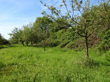 Streuobstwiese nahe Waldorf-Schule