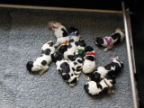 Vega Therapiehundeteam Vega