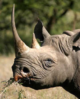 rinoceronte Tsavo Ovest in2kenya safari watamu kenya nairobi malindi 