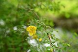 黄色い花が咲く木 庭木図鑑 植木ペディア