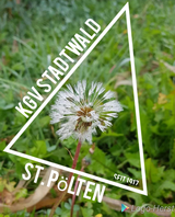 Kassier Stellvertreter