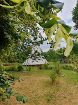 Zelt auf einer Wiese 