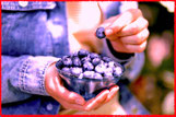 Blueberry benefits