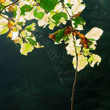 Spinnennetz im Gegenlicht: Fotokurs im Wald