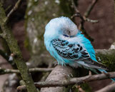  Vogelpark Heiligenkirchen