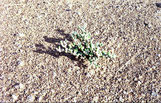 砂漠の植物2（メルズーカ）