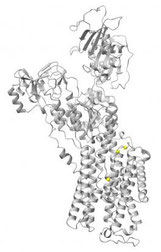 Gène ATP1A3