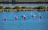 Flamingo's vanuit het dakterras Villa Casa del Lago, San Fulgencio, Costa Blanca