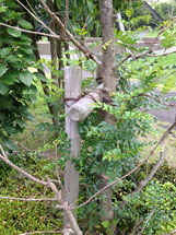 シマトネリコの剪定 庭木で開運 自分でできる簡単な剪定