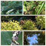 Natur in der Stadt