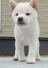 ２０１６年６月７日産まれ　白柴子犬の画像