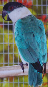 Blau   Pionites melanocephala (Grünzügelpapagei) 
