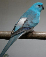 Blau   Psephotus haematonotus (Singsittich) 