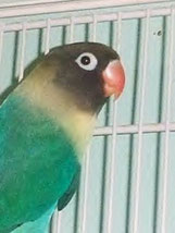 Aqua   Agapornis personatus (Schwarzköpfchen) 