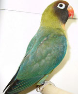 Aqua   Agapornis nigrigenis (Rußköpfchen) 