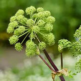 Angelica archangelica
