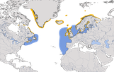 Karte zur Verbreitung des Tordalks (Alca torda)
