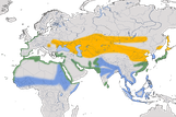 Karte zur Verbreitung des Seeregenpfeifers (Charadrius alexandrinus)