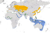 Karte zur weltweiten Verbreitung der Zwergseeschwalbe (Sternula albifrons).