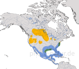 Karte zur Verbreitung der Forsterseeschwalbe (Sterna forsteri).