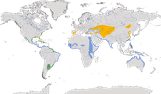 Karte zur Verbreitung der Lachseeschwalbe (Gelochelidon nilotica).