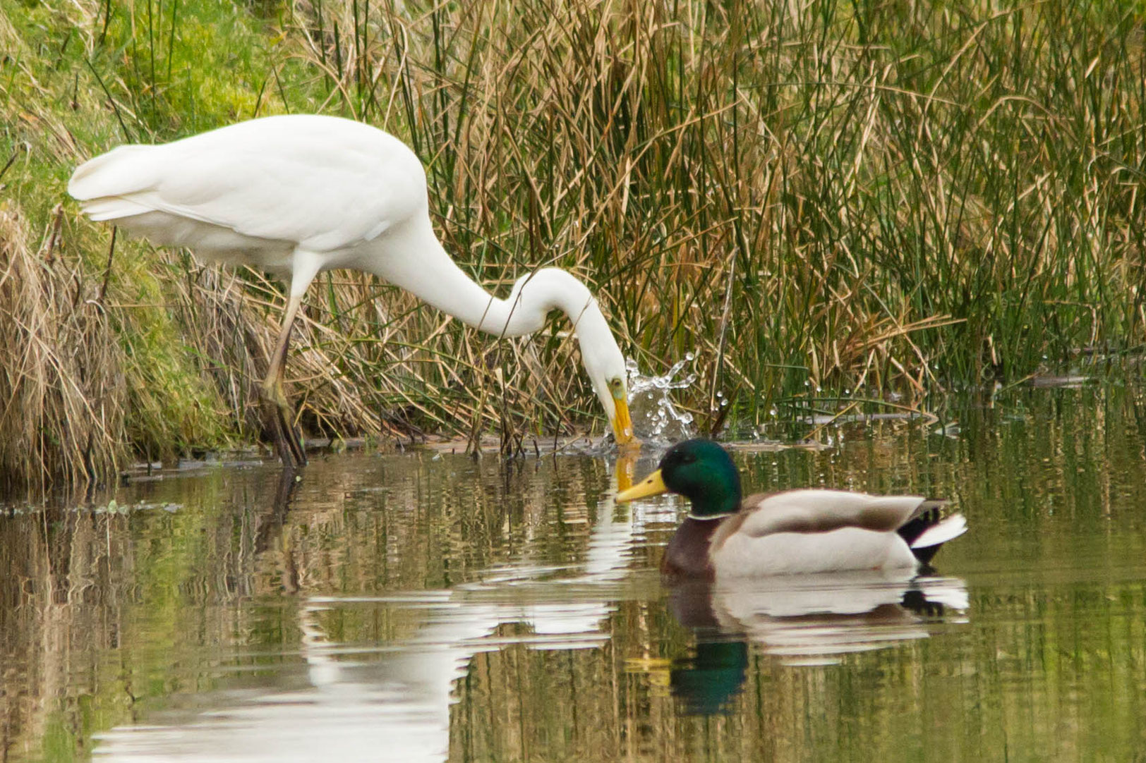 Zilverreiger,