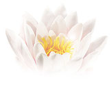 Seerose, Quell des Lebens, reine Liebe