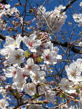 姫路城の桜 遠景,浦野陽子さん,桜フォトコンテスト,2020,丸五賞