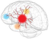 Cerveau Gouvernance instinctive