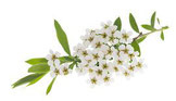 Biancospino