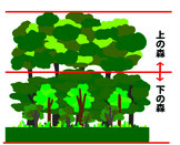 理想的な森林