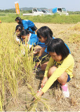 稲刈り体験に汗を流す八島小学校の6年生児童=4日午前、市内平得の耕作地