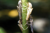 Exuvien – verlassene Larvenhäute von Kleinlibellen. Foto: Dr. Jürgen Schmidt