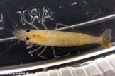 Eine von Mikrosporidien Thelohania contejani infizierte, noch lebende Neocaridina denticulata. Gut zu erkennen sind die milchig-glasigen Stellen im Kopf- und Schwanzbereich.