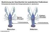 Geschlechtsunterschied australische Flusskrebse.