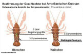 Geschlechtsunterschied europäische, amerikanische Flusskrebsarten.