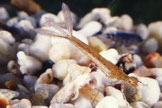 Kleinlibellenlarve, Zygoptera können ohne Probleme Krebs- und Garnelennach- wuchs erbeuten. Foto: Dr. Jürgen Schmidt