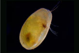 Muschelkrebse vermehren sich nur in nährstoffreichem Wasser. Foto: Wikepedia