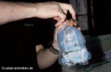1. Nach Erwerb wird zu Hause der Beutel mit Garnelen und Wasser ...