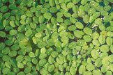 Der Schwimmfarn Salvinia auricularia ist eine stark zehrende Aquarienpflanze. 