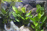 Aquarienpflanzen tragen durch ihr Wachstum und den damit verbundenen Nährstoffverbrauch zur Reinigung des Aquarienwassers bei. 