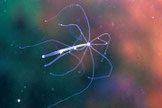 Hydra vulgaris - Weiße Hydra. Foto: Dr. J. Schmidt