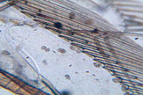 Viele Tetrahymena mit typischer birnenförmiger Struktur, x200fach.