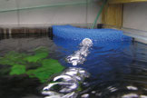 Hamburger Mattenfilter bringen nicht nur Sauerstoff in das Aquarium ein...
