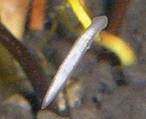 Planaria von unten an der Aquarienscheibe. Deutlich ist der dreieckige Kopf und die 2 Augen zu erkennen. Foto: Dr. Jürgen Schmidt