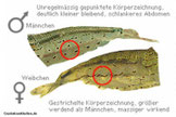 Geschlechtsunterschied bei der Amano Garnele.